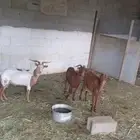 للبيع 3 معزاء حيل الموقع أبهاء