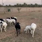للبيع هجين برابر