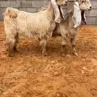 جفرتين عوارض صفر صنف خصم تم البيع