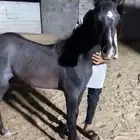 مزاد هجر لبيع وعرض الخيل