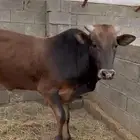 ثور ثني بلدي