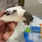 كناري ذكر سوري