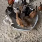 البيع دجاج