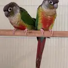 زوج كنيور يلو سايد محلل