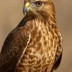 صقر