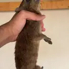 وبر
