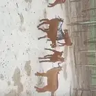تيوس لباني محايل
