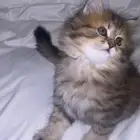 قطه صغيره للبيع