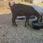 عنز حليب للبيع