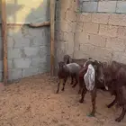 عنز متبع