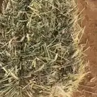 سنابل قمح