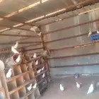 حمام عشة كامله العدد فوق 30 جوز ودجاج