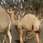 بكره لباني
