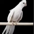 كروان البينو