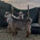 للبيع تيوس عوارض صنف
