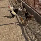 دجاج بلدي للبيع