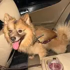 كلب شيواو