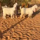 جفرات عوارض بيض صنف فاخر خصم تم البيع