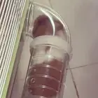 هامستر للبيع