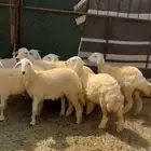 النوع رخال العدد 8
