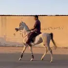 حصان واهو شيخ