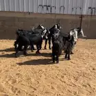 للبيع جفرات مع تيس