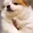 للبيع كلب بو مرينيان