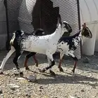جفرتين