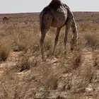 قعود للبيع