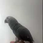 فرخ كاسكو
