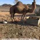 لقحات وفحول وعشرا