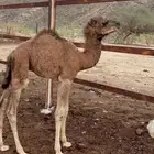 قعود ضيار