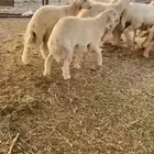 طليان شمال جده