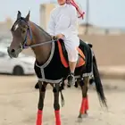 استعراض فعاليات خيول عربيه اصيله