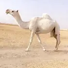 اللقحه الوضحا الكفو