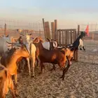 اضاحي محايليات وبيشيه فواخر