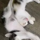 قطط