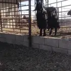 تيس عراضي فحل