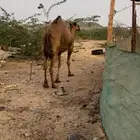 ناقه لقحه خيار