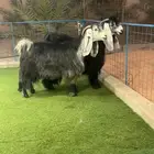 عنزين عوارض صنف نادر خصم تم البيع
