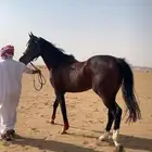 حصان