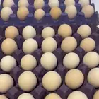 بيض بلدي تبوك