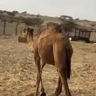 حاشي