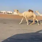 بعير حيسوني