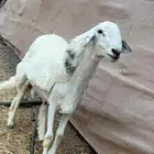 فحل حري مشروط صنف الصنف