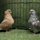 زوج دمستك منتج وثلاثة إناثي