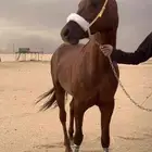 حصان حار