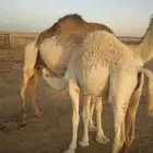 قعود للبيع