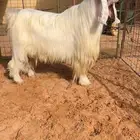 تيس عارضي فحل صنف نادر خصم تم البيع
