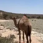 بكره
